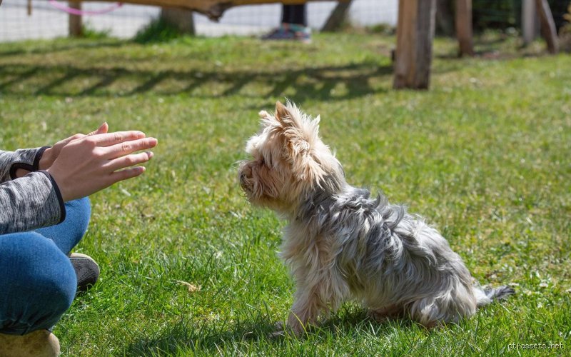 Les chiens obéissent-ils à leurs maîtres ? La vérité derrière le mythe de la soumission aveugle