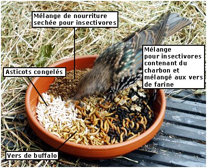 Les oiseaux peuvent-ils manger des nouilles aux œufs ?