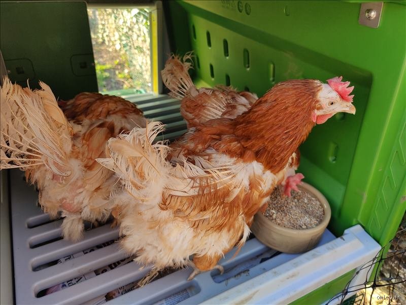 Où donner des vieilles poules ?