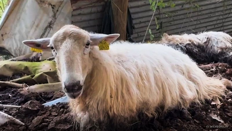 Où mettre un mouton mort ?