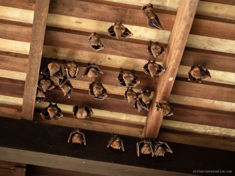 Où se cachent les chauves-souris dans une maison ? Les lieux privilégiés et comment les démasquer