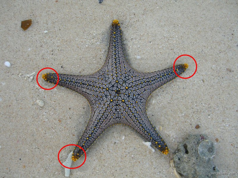 Où se trouve les yeux d'une étoile de mer ?