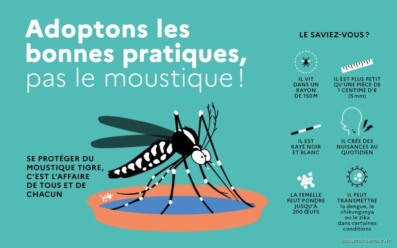 Où sont les moustiques en journée ? Leurs cachettes secrètes loin du soleil
