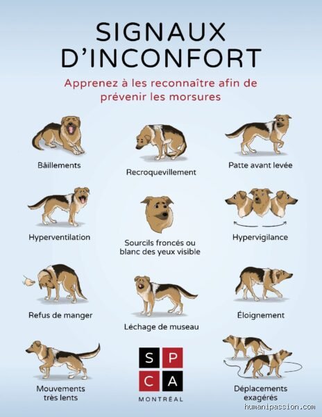 Où taper un chien qui attaque : les gestes de survie et la réalité brutale d'une agression canine