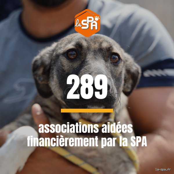 Où va l'argent de la SPA ?