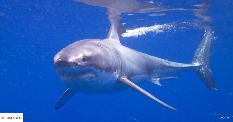 Où y a-t-il le plus d'attaques de requin dans le monde ?