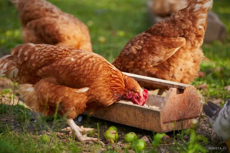 Pourquoi donner du thym aux poules ?