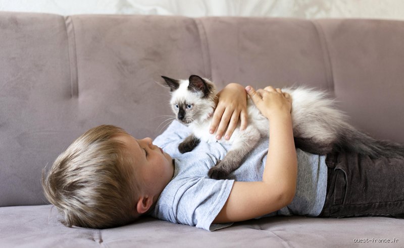 Pourquoi les chats préfèrent certaines personnes ?