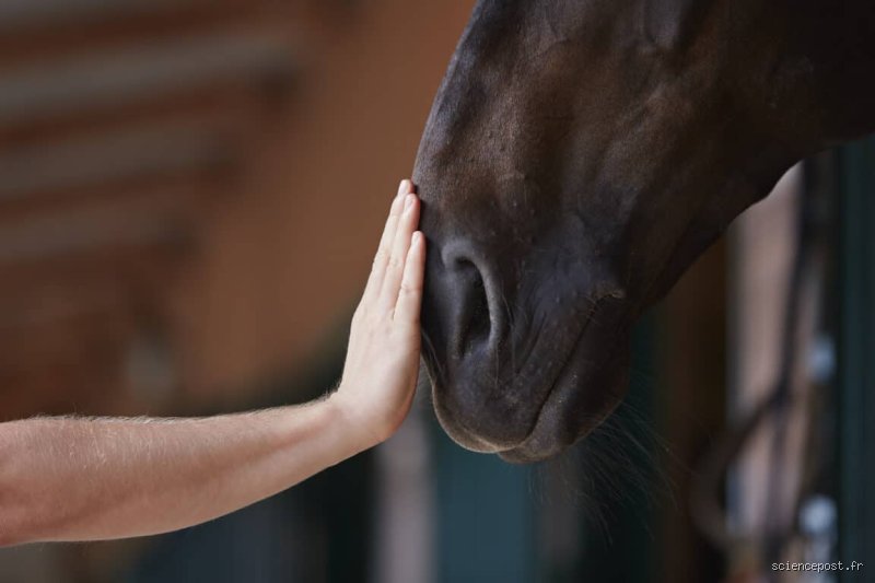 Pourquoi les chevaux ne vomissent pas ?