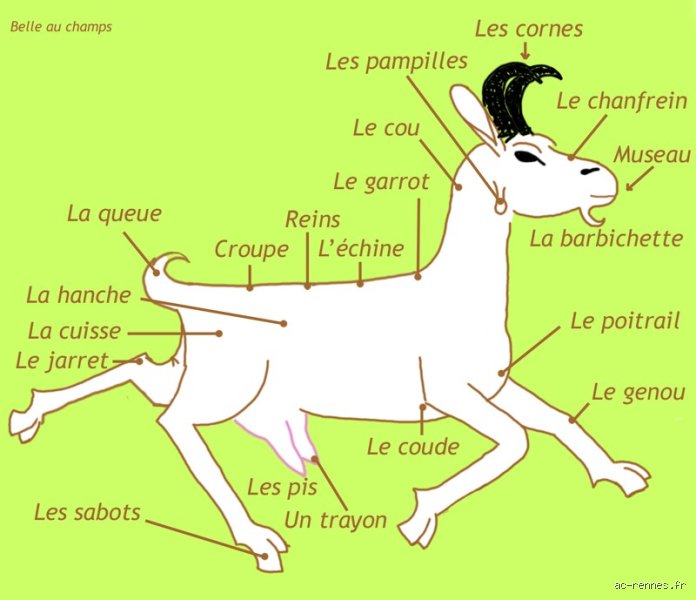 Pourquoi les chèvres ont deux boules ?