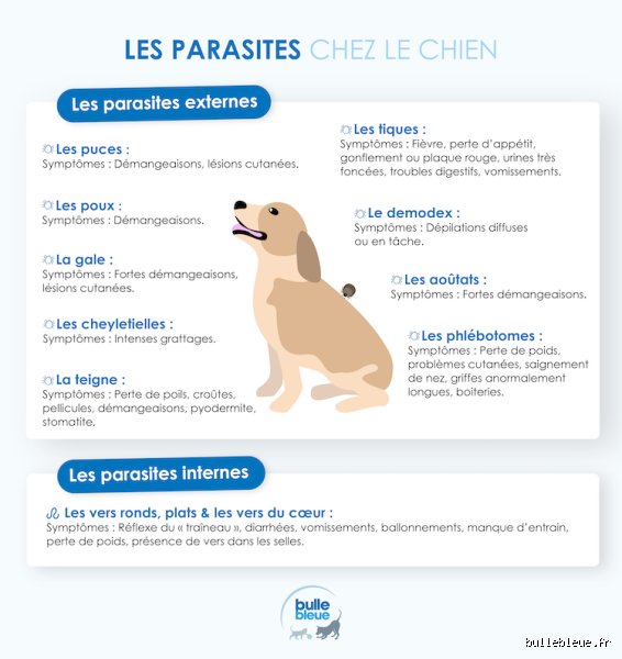 Pourquoi les chiens ont des vers ? Comprendre l'univers invisible des parasites internes (Partie 1)
