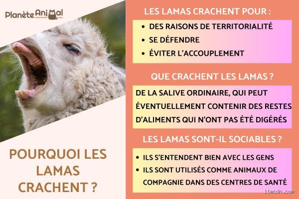Pourquoi les lamas nous crachent dessus ?