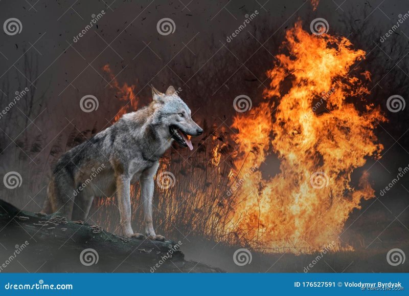 Pourquoi les loups ont peur du feu ?