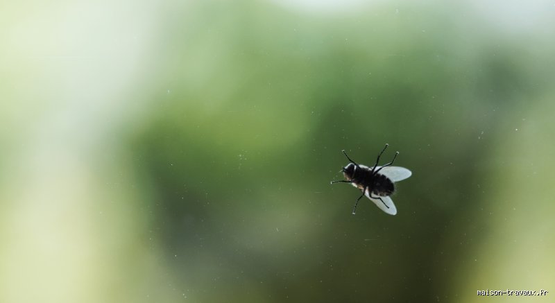 Pourquoi les mouches n'arrivent pas à sortir par la fenêtre ?