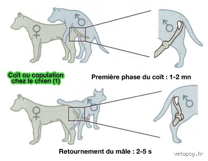 Pourquoi ma femelle monte sur une femelle ? Comprendre le chevauchement entre chiennes