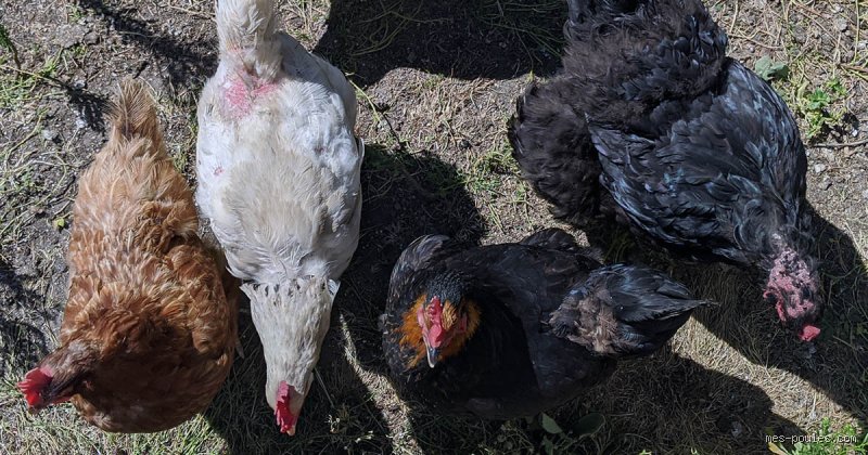Pourquoi ma poule se baisse-t-elle quand je m'approche ? Un comportement plus complexe qu'il n'y paraît