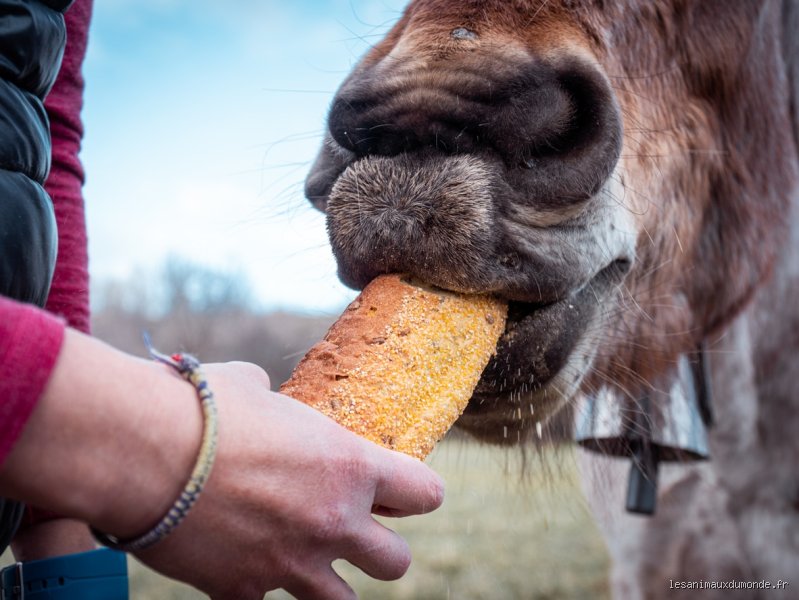Pourquoi ne pas donner du pain aux moutons ?