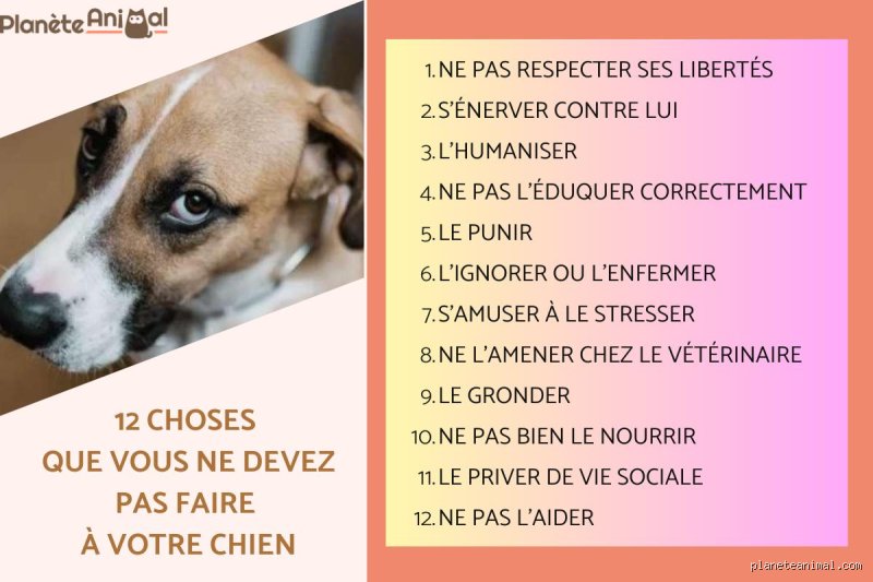 Qu'est-ce qu'un chien n'aime pas faire au quotidien sans que vous le sachiez ?