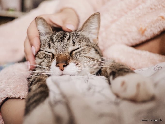 Qu'est-ce que les chats adorent vraiment ?
