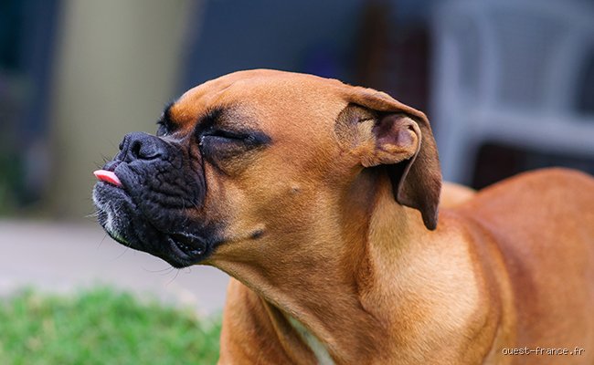 Comprendre la psychologie canine : Qu'est-ce que les chiens détestent le plus au quotidien ?