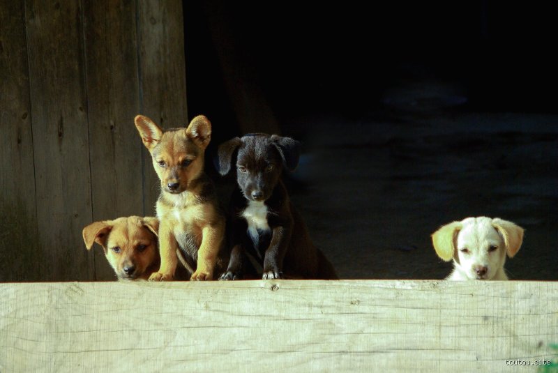 Qu'est-ce que les chiens n'aiment pas ?