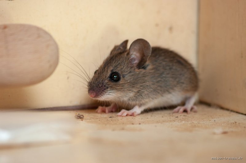 Qu'est-ce qui attire les souris dans la maison ?