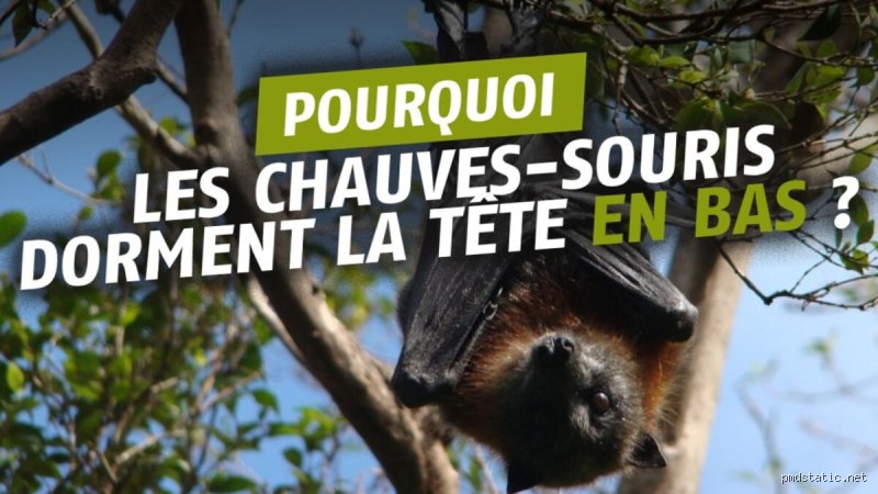 Quand dorment les chauves-souris ? Le secret de leurs nuits révélé !