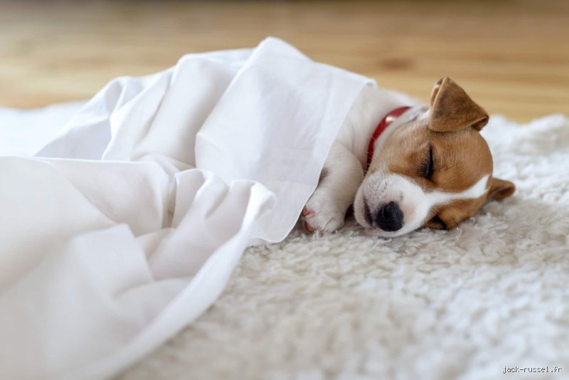 Quand dorment les chiens ?