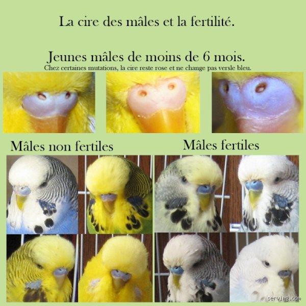 Quand une perruche crie ?
