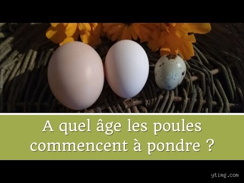 Quel âge une poule arrête de pondre ?