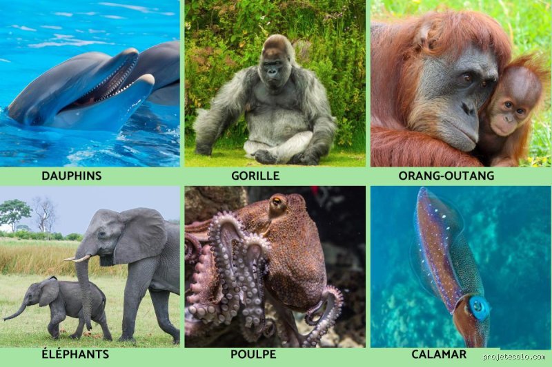 Quel animal a le plus de cerveau ?