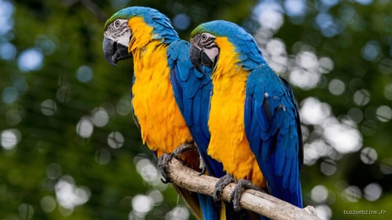 Quel animal détient le record de longévité ?