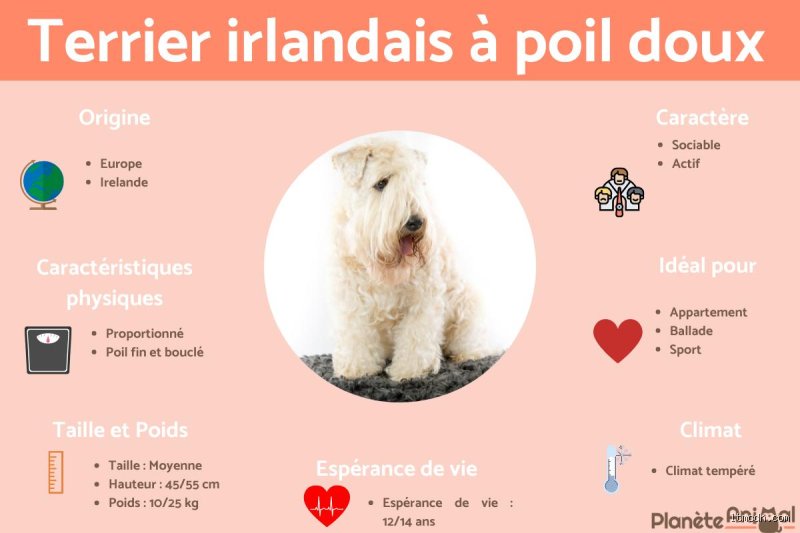 Quel animal a le poil le plus doux ?