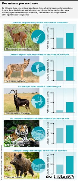 Quel animal a peur des humains et pourquoi cette réaction ancestrale fascine autant les éthologues