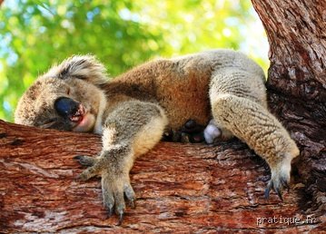 Quel animal dort 18h par jour ?