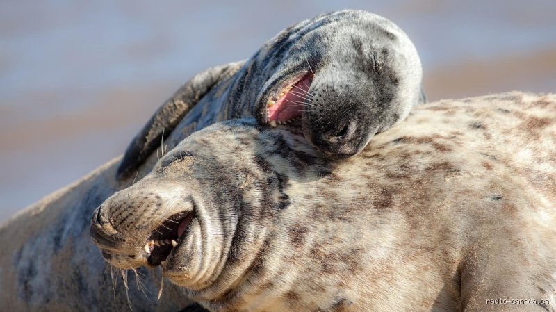 Quel animal est célèbre pour son rire ? Entre mythe de la hyène et réalités scientifiques surprenantes