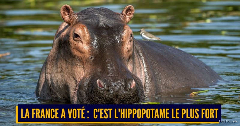 Quel animal est fort et courageux ?