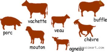 Quel animal est utilisé pour le cuir et comment cette filière façonne notre monde moderne