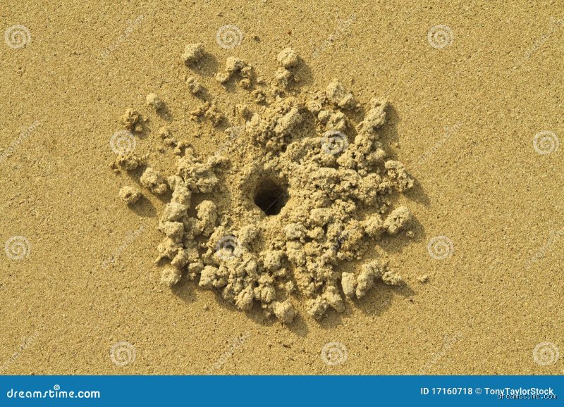 Quel animal fait des trous dans le sable ?