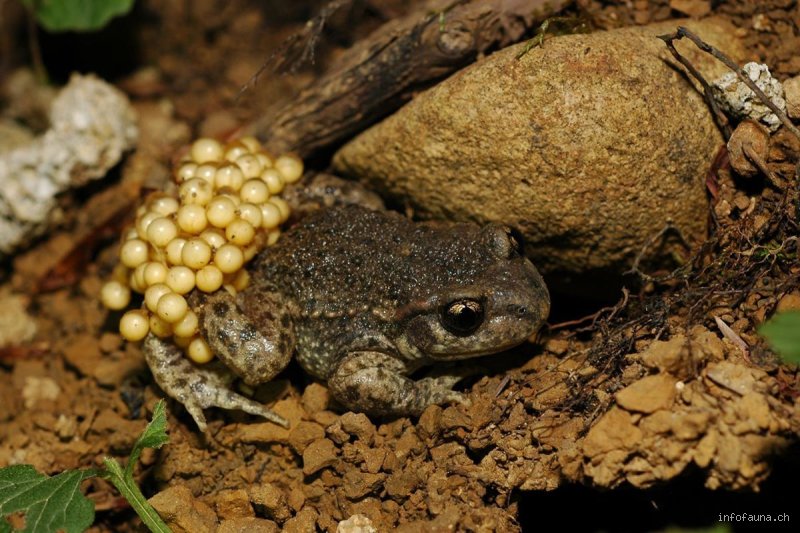 Quel animal mâle accouche ? Le mystère de la gestation chez les Syngnathidés