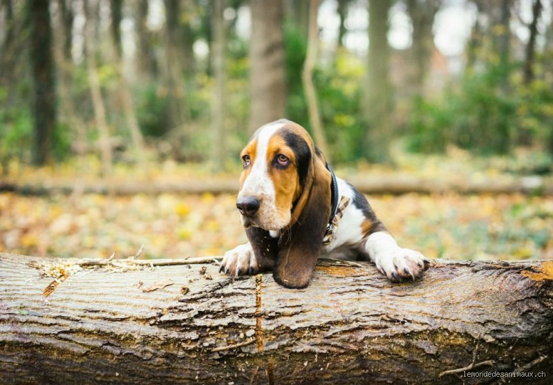 Quel animal ne lâche jamais ?