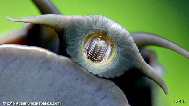 Quel animal possède 27 000 dents ? La vérité fascinante sur ce petit prédateur des jardins