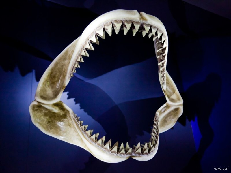 Quel animal possède 700 000 dents ? La vérité sur l'incroyable dentition des gastéropodes