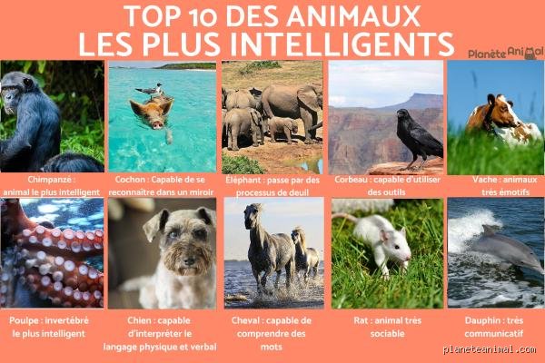 Quel animal possède le mental le plus fort ? Enquête sur les champions de la résilience et de la cognition brute