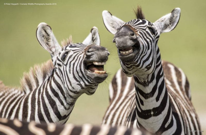Quel animal rigole ? La vérité derrière les "rires" animaux