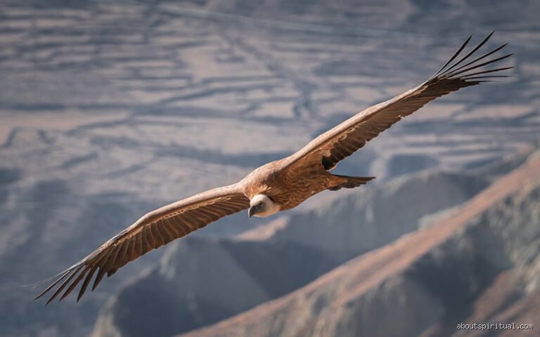 Quel animal signifie la liberté ?