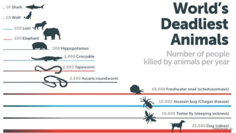 Quel animal tue le plus de gens chaque année dans le monde entier et pourquoi cette réalité nous surprend ?