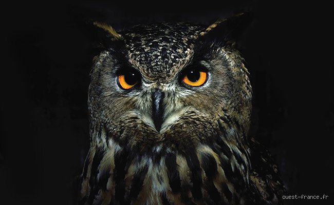 Quel animal voit le mieux la nuit ?