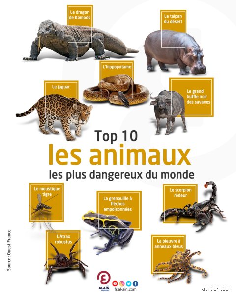 Quel animal voit mal ? Les champions méconnus de la mauvaise vue