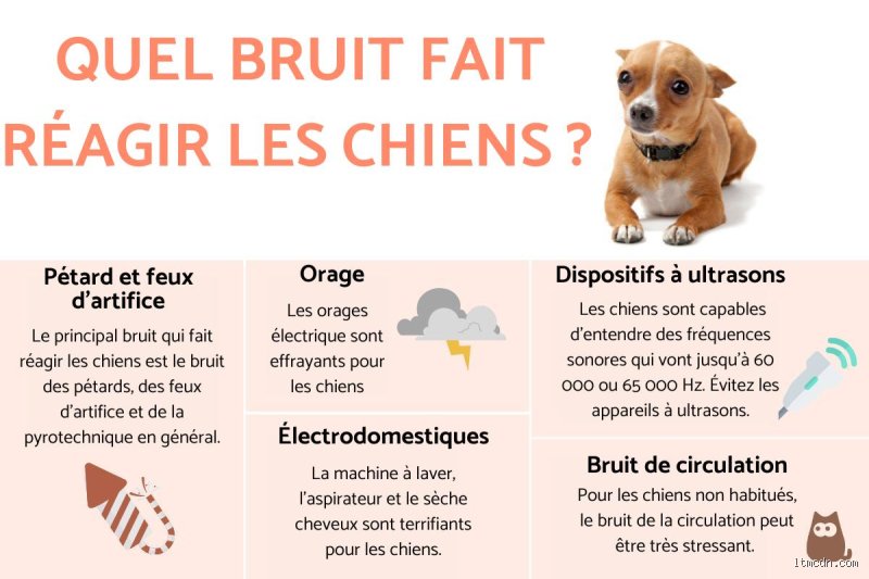 Quel bruit les chien n'aime pas ? Décryptage des angoisses sonores de nos compagnons